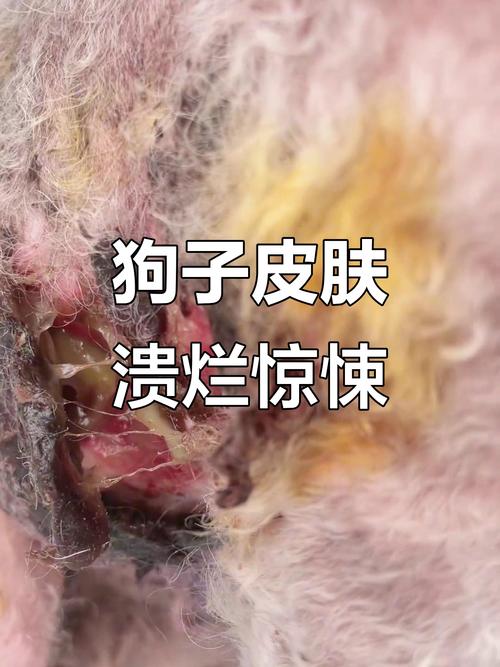 狗狗身上因打闹破了一个很深的洞怎么办?