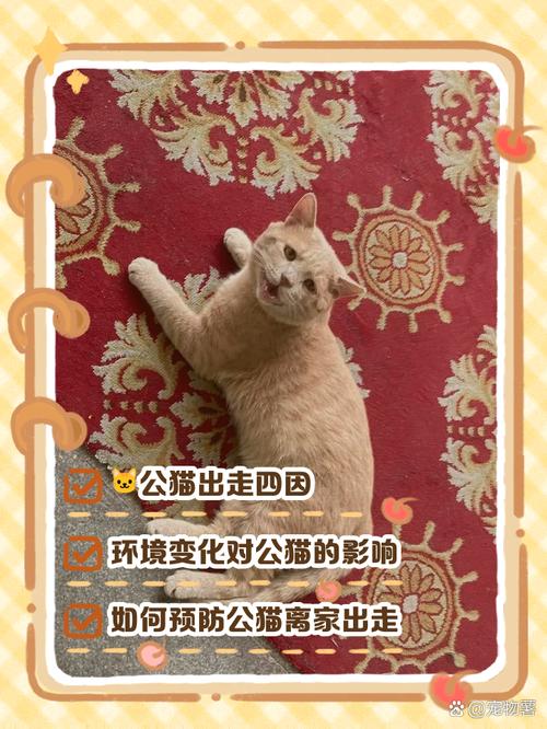 猫咪晚上不回家是在干什么?