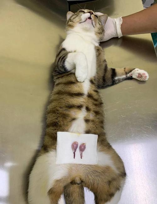 小猫一天没回来是怎么回事?