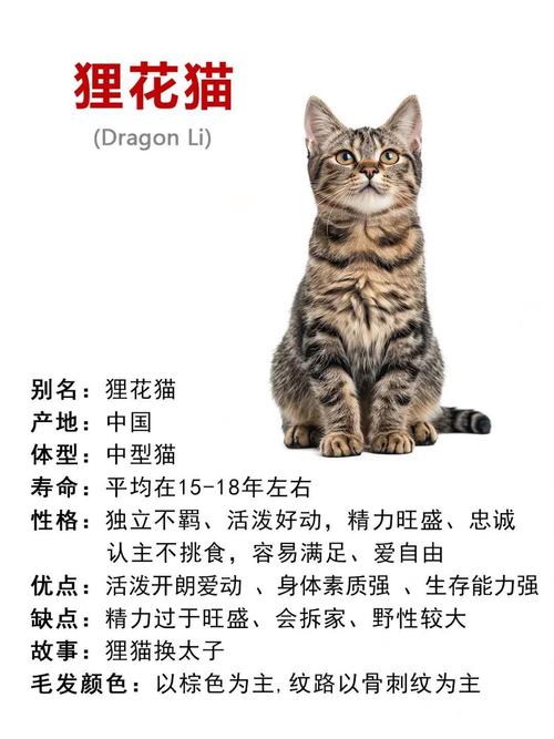 猫咪晚上出去为什么不回来