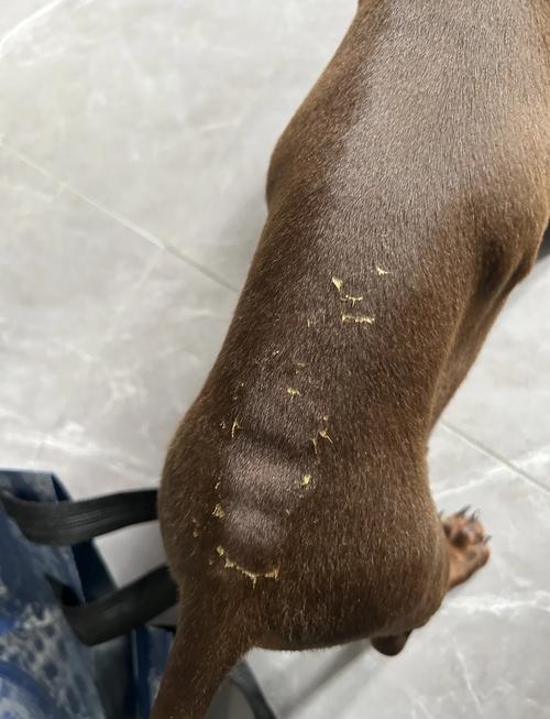 为什么狗狗身上出现斑秃