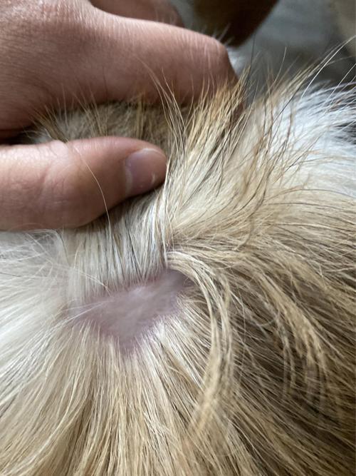 宠物狗头部有一小块掉毛怎么办,谢谢