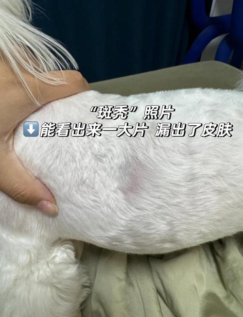 狗狗斑秃怎么办?