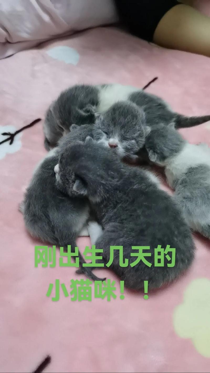 刚来的猫咪多久能熟悉