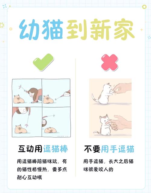 猫咪到新家需要多久适应