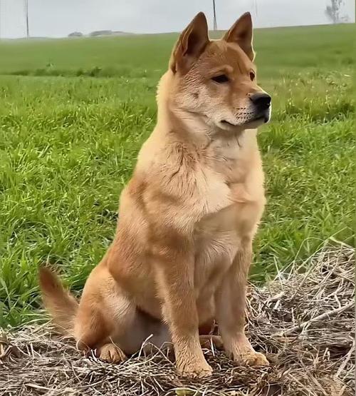 我家狗狗6年了能不能下狗儿