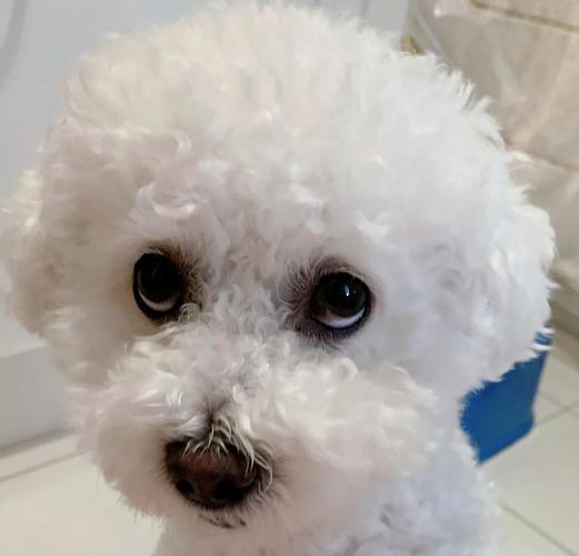 狗狗6岁了,它还适合生孩子么?