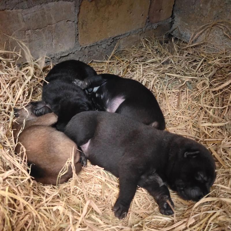 泰迪6岁了还能生狗狗吗