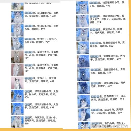 活体猫可以发快递吗,多少钱一只