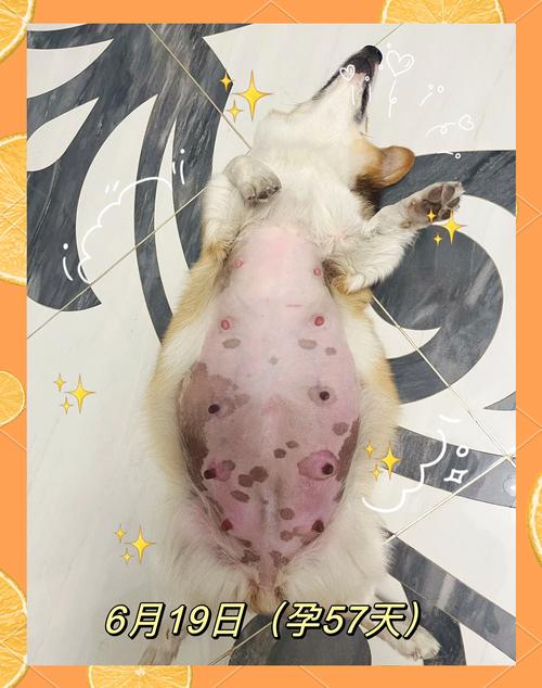 狗狗怀孕后几个月正常生产呢