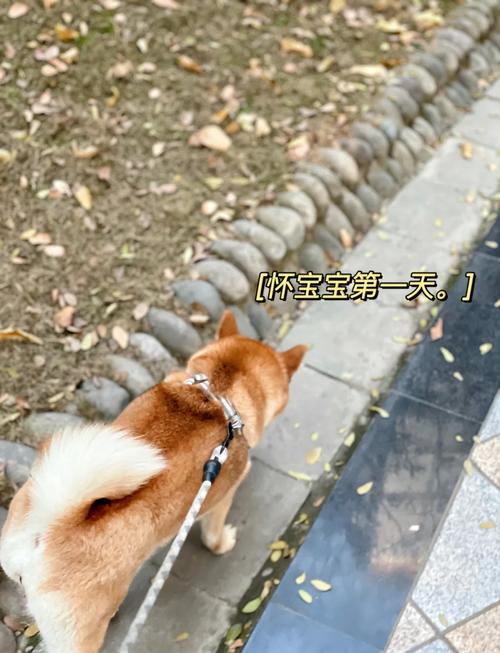 狗狗怀孕后几个月生产?