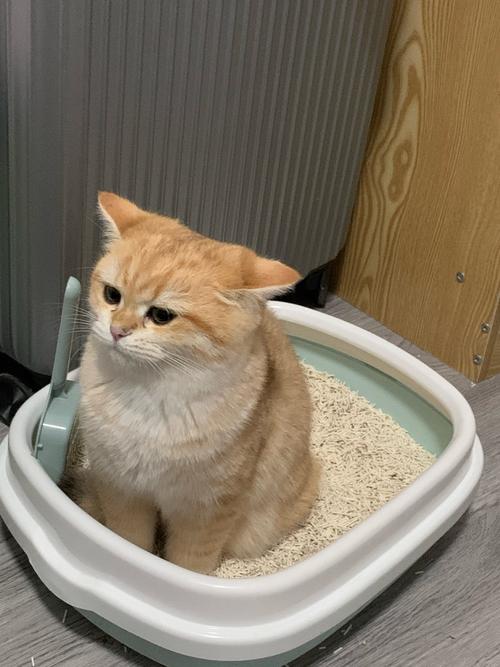 猫拉屎很臭很软怎么办
