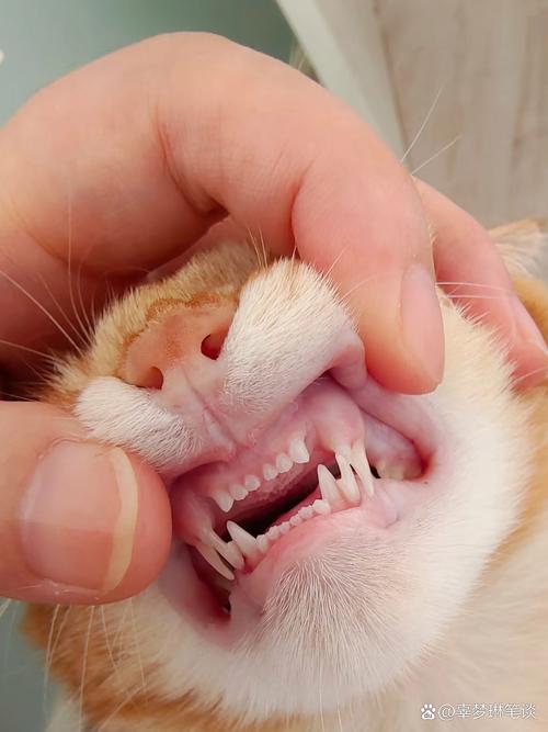 猫会换牙吗