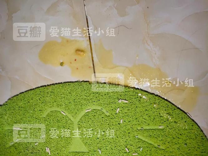 ...也不太有精神,第二天开始吐绿水还有草是什么原因,应该怎么做...