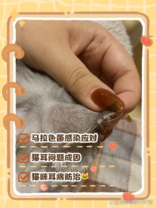 猫咪耳朵边上有一圈硬痂是怎么回事