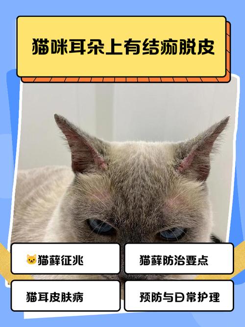 猫耳朵边上有硬痂的原因及处理方法
