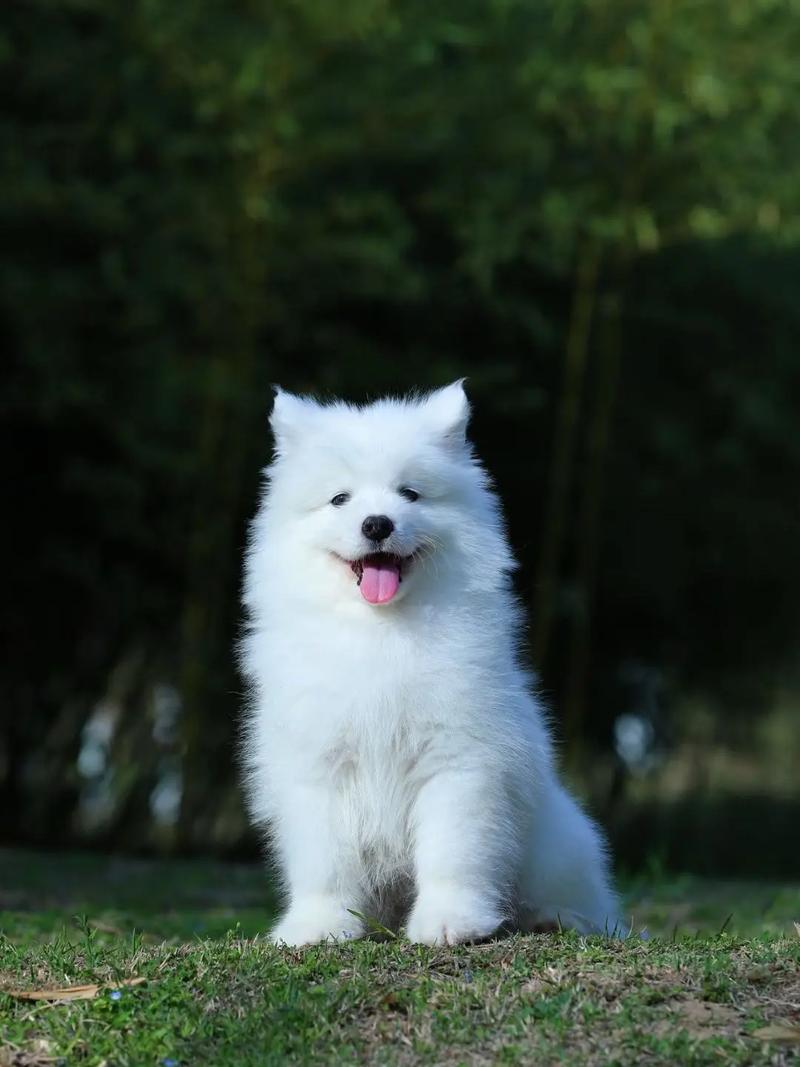 萨摩狗狗吃什么长毛快