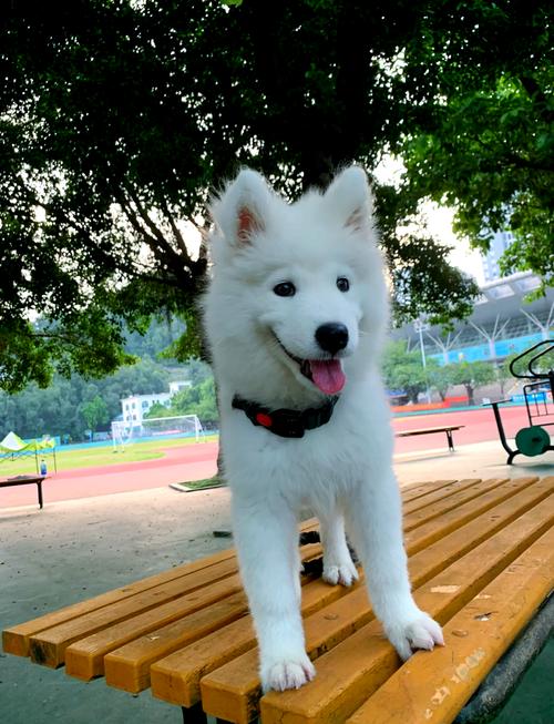 约克夏吃什么对毛发好