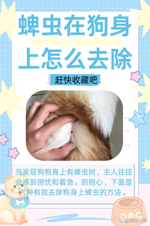 狗狗身上有蛆虫怎么办