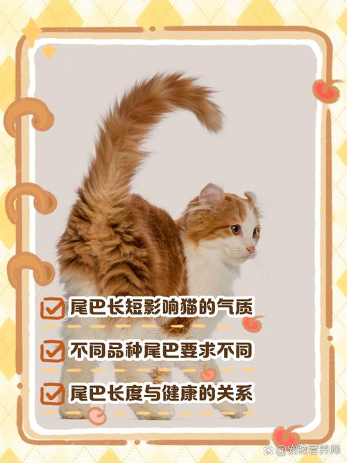 猫尾巴长短有什么说法意味着什么