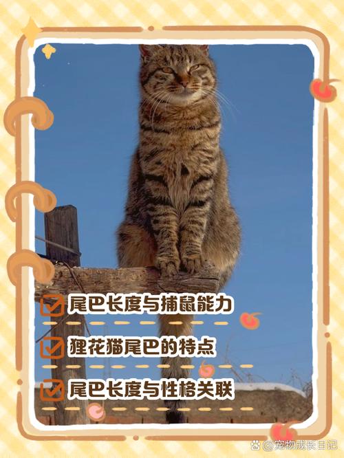 猫长尾巴好还是短尾巴好