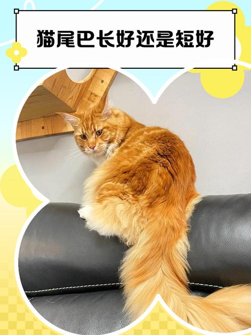 猫尾巴长意味什么
