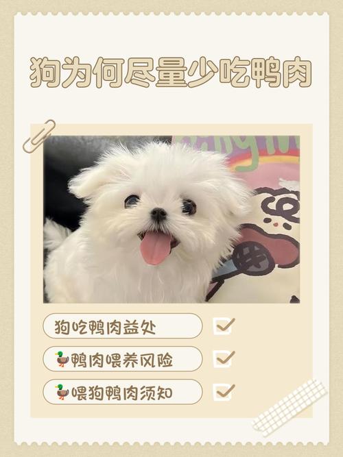 为什么狗狗不吃鸭腿