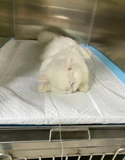 小猫脱水死前的征兆