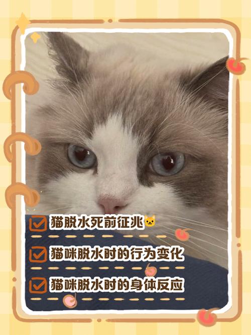 猫咪脱水症状