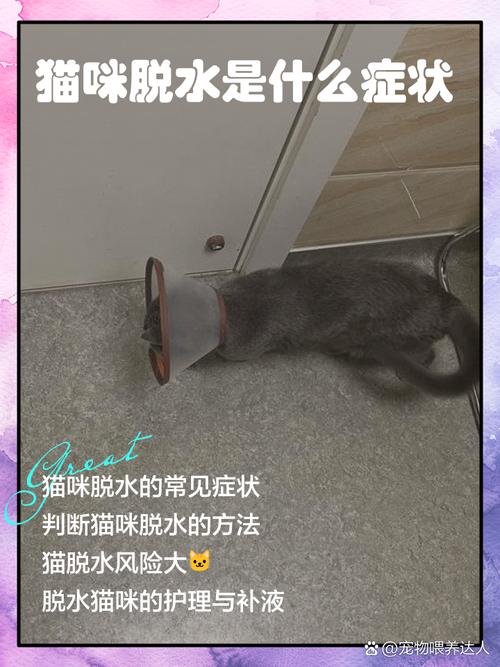 猫咪脱水死前的征兆