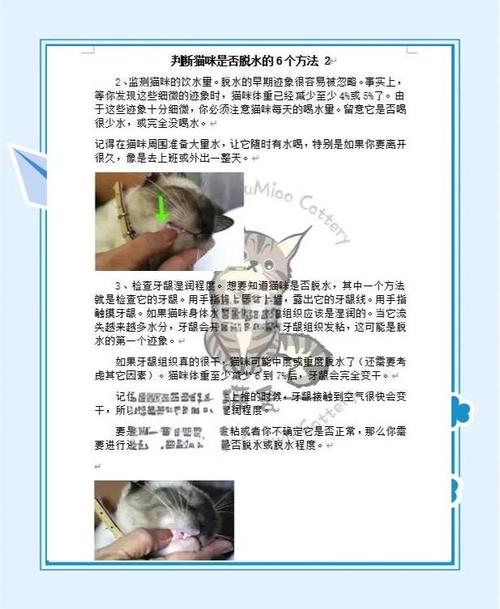 猫咪脱水是什么表现