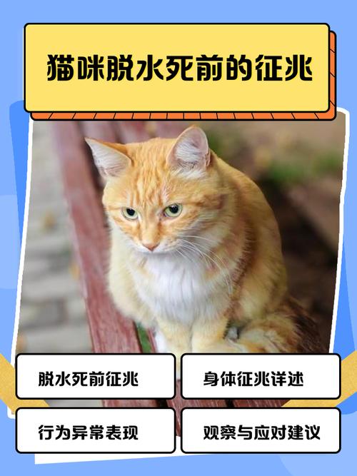 猫脱水的症状