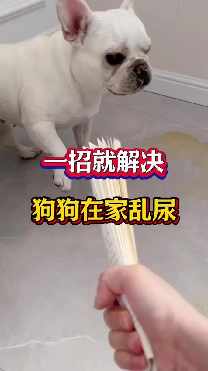 狗本来在家是不乱尿的,自从带出去遛了几次,回来后就开始到处乱尿...