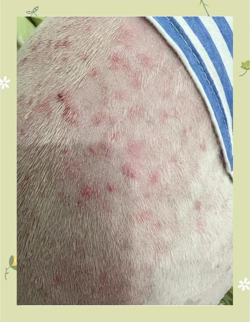 狗狗皮肤病吃维生素b2