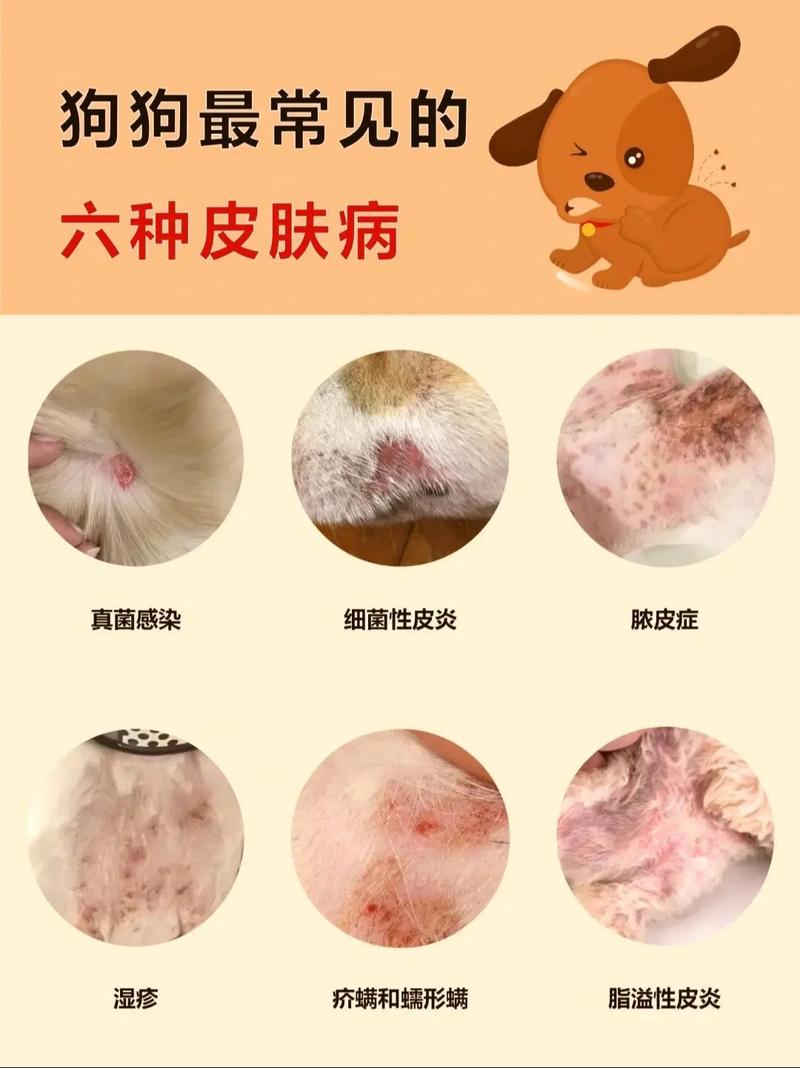 狗狗得了皮肤病怎么办