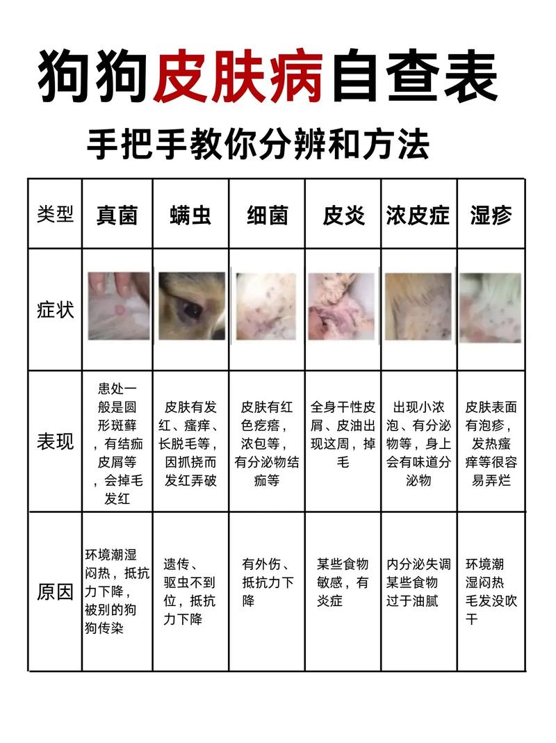 狗狗皮肤病了怎么办