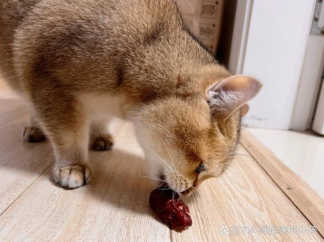 猫咪为什么爱吃红枣