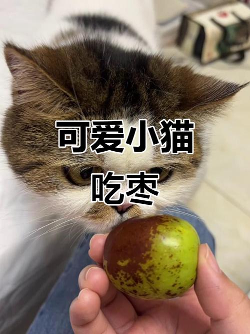 猫咪可以吃红枣吗?