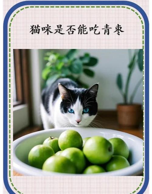 猫咪可以吃红枣吗