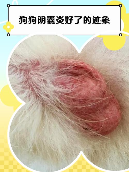 狗狗睾丸外皮破皮红烂破皮怎么办?