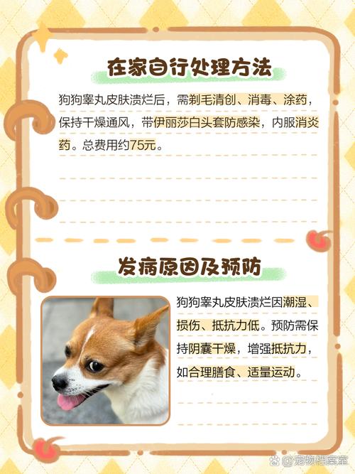 狗蛋蛋皮肤溃烂破皮了怎么办