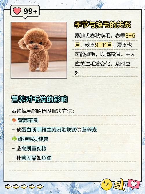 一岁多的小泰迪脱毛,为何小泰迪一岁了还脱毛