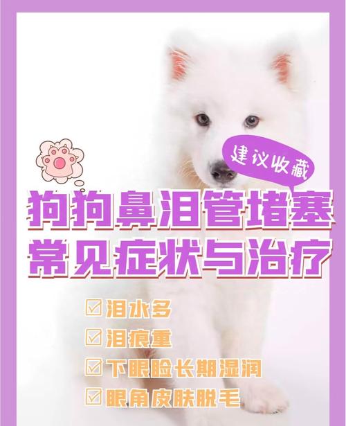 狗狗鼻泪管堵塞怎么治疗?