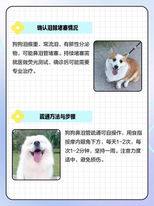 狗狗泪腺堵塞按摩手法图