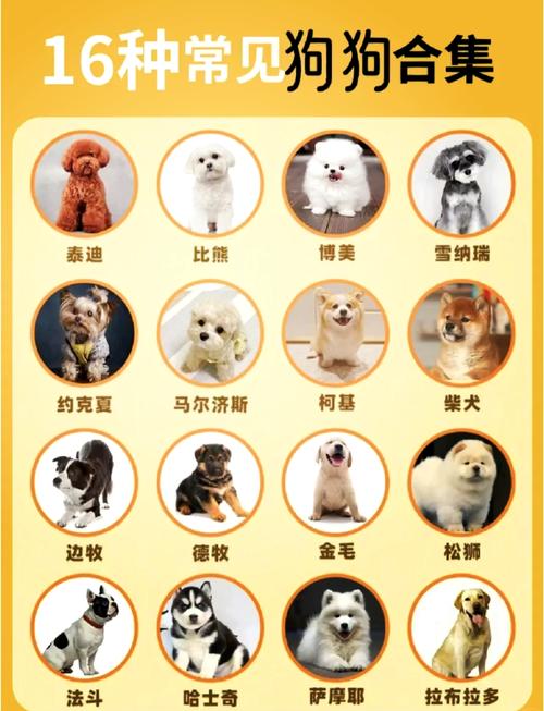 适合女生养的狗狗,优缺点合集养狗必看