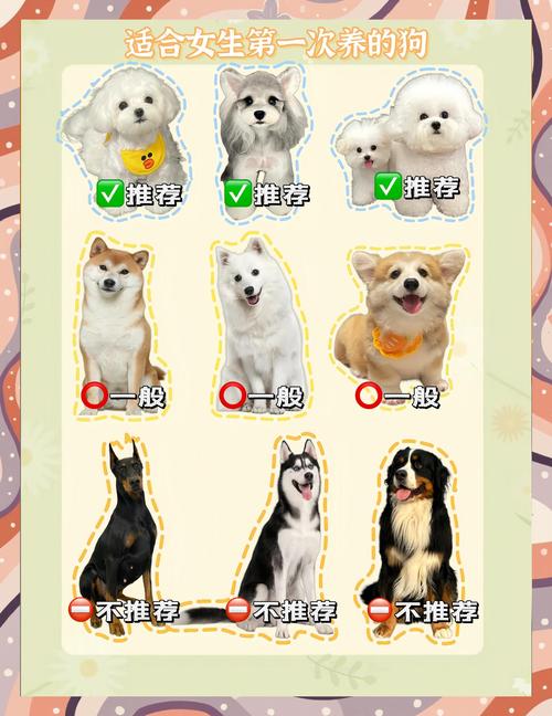 适合“女生”养的狗狗推荐!集美们最想养哪种?