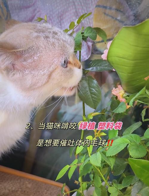 猫胃里毛球多有什么症状