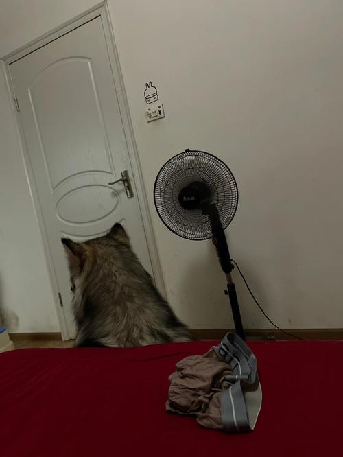狗狗可以吹电风扇吗