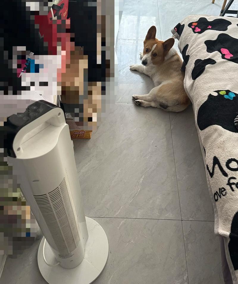 狗狗可以吹风扇吗