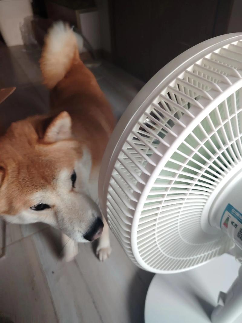 狗吹风扇可以降温吗